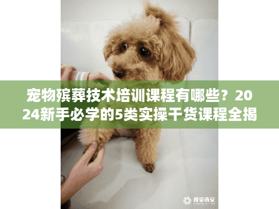 宠物殡葬技术培训课程有哪些?2024新手必学的5类实操干货课程全揭秘 宠物殡葬技术培训课程有哪些?2024新手必学的5类实操干货课程全揭秘