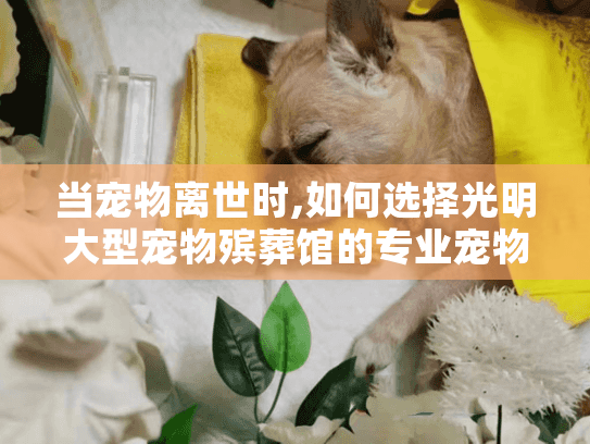 当宠物离世时,如何选择光明大型宠物殡葬馆的专业宠物火化服务?