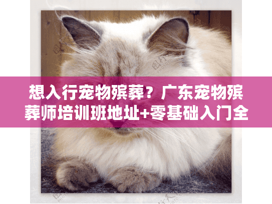 想入行宠物殡葬?广东宠物殡葬师培训班地址+零基础入门全攻略(含真实学员故事) 想入行宠物殡葬?广东宠物殡葬师培训班地址+零基础入门全攻略(含真实学员故事)