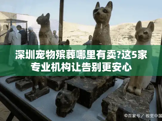 深圳宠物殡葬哪里有卖?这5家专业机构让告别更安心