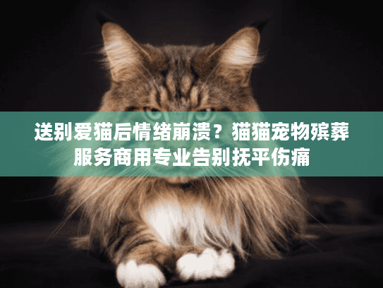 送别爱猫后情绪崩溃?猫猫宠物殡葬服务商用专业告别抚平伤痛 送别爱猫后情绪崩溃?猫猫宠物殡葬服务商用专业告别抚平伤痛