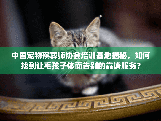 中国宠物殡葬师协会培训基地揭秘，如何找到让毛孩子体面告别的靠谱服务？