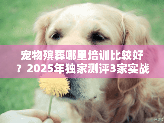 宠物殡葬哪里培训比较好？2025年独家测评3家实战派机构+避坑干货