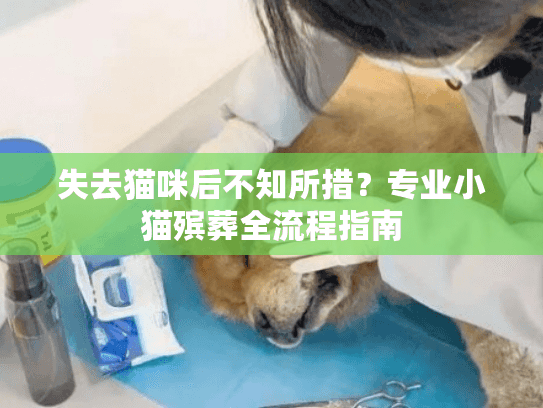 失去猫咪后不知所措?专业小猫殡葬全流程指南 失去猫咪后不知所措?专业小猫殡葬全流程指南