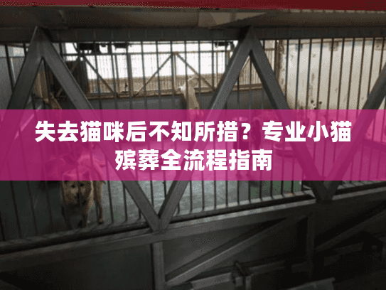 失去猫咪后不知所措?专业小猫殡葬全流程指南 失去猫咪后不知所措?专业小猫殡葬全流程指南