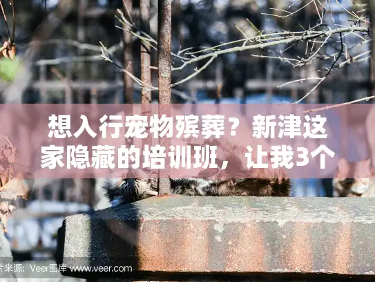 想入行宠物殡葬?新津这家隐藏的培训班,让我3个月成了持证师 想入行宠物殡葬?新津这家隐藏的培训班,让我3个月成了持证师