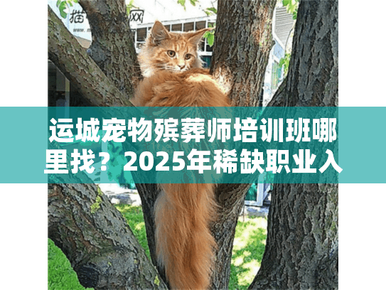 运城宠物殡葬师培训班哪里找?2025年稀缺职业入行必看的运城本地指南 运城宠物殡葬师培训班哪里找?2025年稀缺职业入行必看的运城本地指南