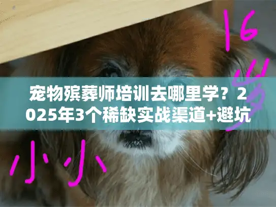 宠物殡葬师培训去哪里学？2025年3个稀缺实战渠道+避坑指南
