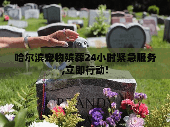 哈尔滨宠物殡葬24小时紧急服务,立即行动! 哈尔滨宠物殡葬24小时紧急服务,立即行动!