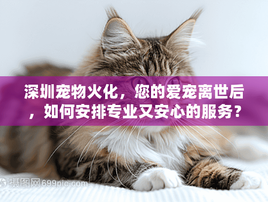深圳宠物火化,您的爱宠离世后,如何安排专业又安心的服务? 深圳宠物火化,您的爱宠离世后,如何安排专业又安心的服务?