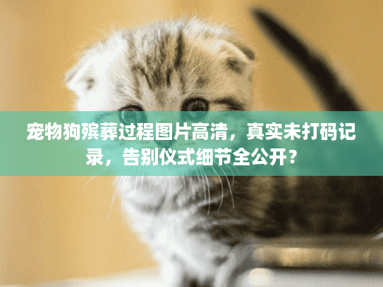 宠物狗殡葬过程图片高清，真实未打码记录，告别仪式细节全公开？