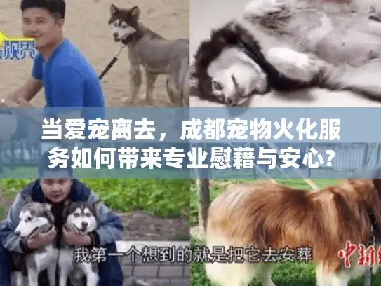 当爱宠离去,成都宠物火化服务如何带来专业慰藉与安心? 当爱宠离去,成都宠物火化服务如何带来专业慰藉与安心?