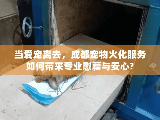 当爱宠离去,成都宠物火化服务如何带来专业慰藉与安心? 当爱宠离去,成都宠物火化服务如何带来专业慰藉与安心?