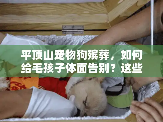 平顶山宠物狗殡葬，如何给毛孩子体面告别？这些隐藏服务90%的宠主不知道！