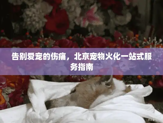 告别爱宠的伤痛，北京宠物火化一站式服务指南