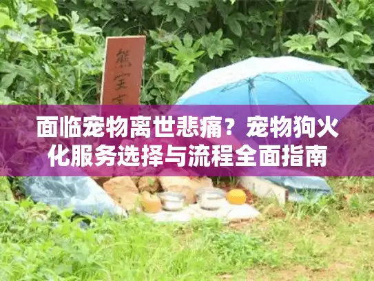 面临宠物离世悲痛？宠物狗火化服务选择与流程全面指南