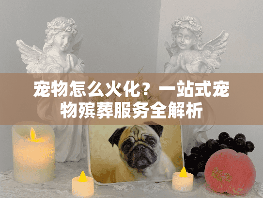 宠物怎么火化？一站式宠物殡葬服务全解析