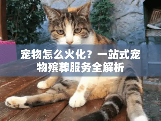 宠物怎么火化？一站式宠物殡葬服务全解析