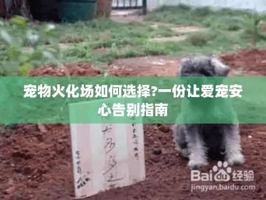 宠物火化场如何选择?一份让爱宠安心告别指南