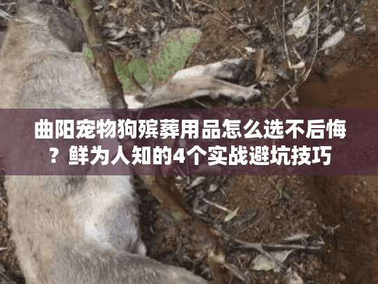 曲阳宠物狗殡葬用品怎么选不后悔?鲜为人知的4个实战避坑技巧 曲阳宠物狗殡葬用品怎么选不后悔?鲜为人知的4个实战避坑技巧