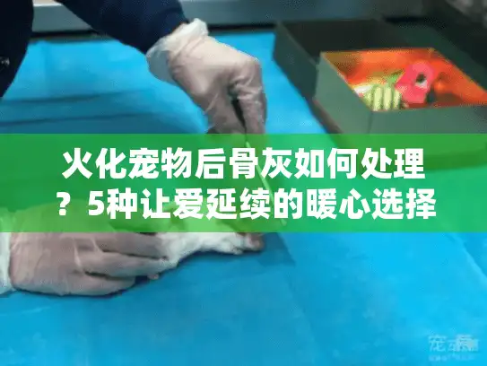 火化宠物后骨灰如何处理？5种让爱延续的暖心选择