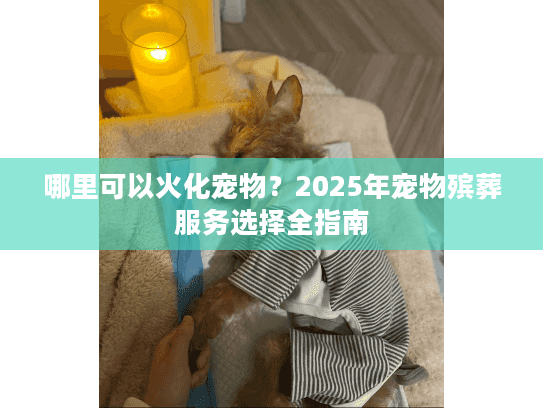 哪里可以火化宠物？2025年宠物殡葬服务选择全指南