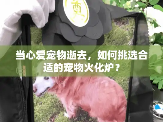当心爱宠物逝去，如何挑选合适的宠物火化炉？