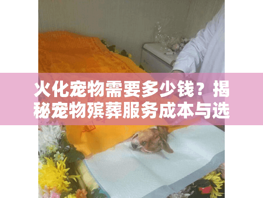 火化宠物需要多少钱？揭秘宠物殡葬服务成本与选择指南