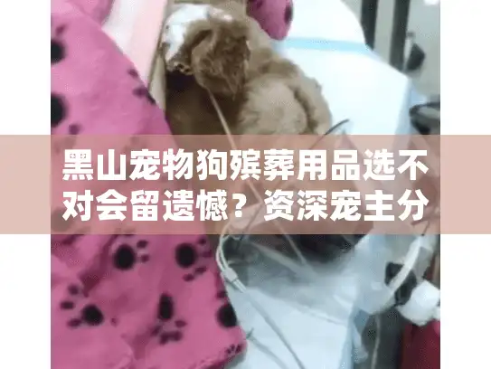 黑山宠物狗殡葬用品选不对会留遗憾？资深宠主分享3个实战经验