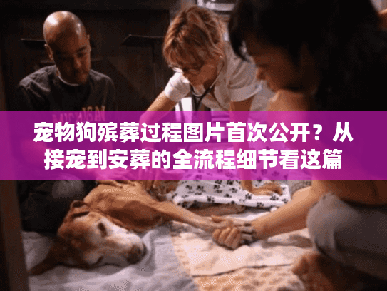 宠物狗殡葬过程图片首次公开？从接宠到安葬的全流程细节看这篇