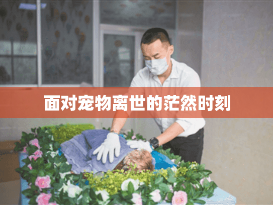 面对宠物离世的茫然时刻 面对宠物离世的茫然时刻