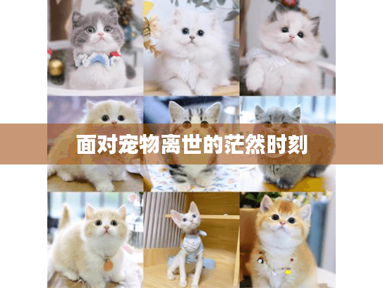 面对宠物离世的茫然时刻 面对宠物离世的茫然时刻