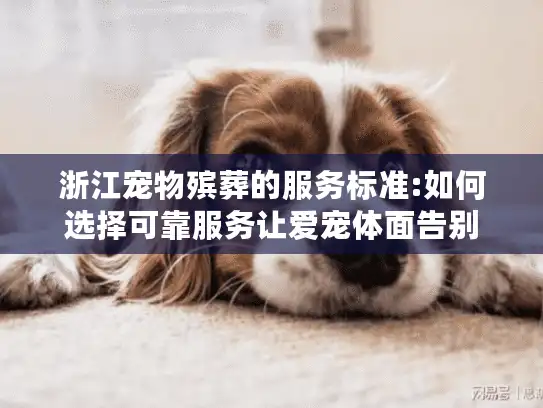 浙江宠物殡葬的服务标准:如何选择可靠服务让爱宠体面告别