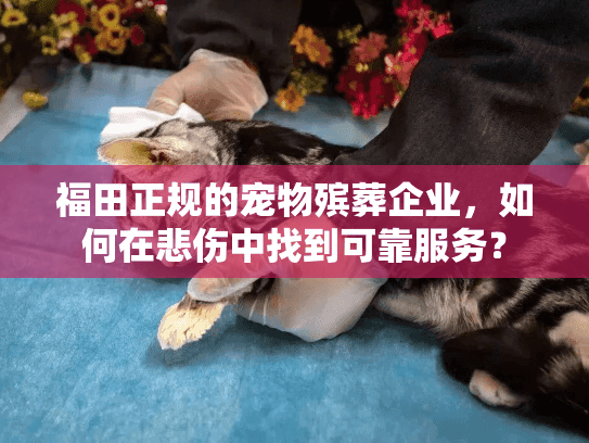 福田正规的宠物殡葬企业，如何在悲伤中找到可靠服务？