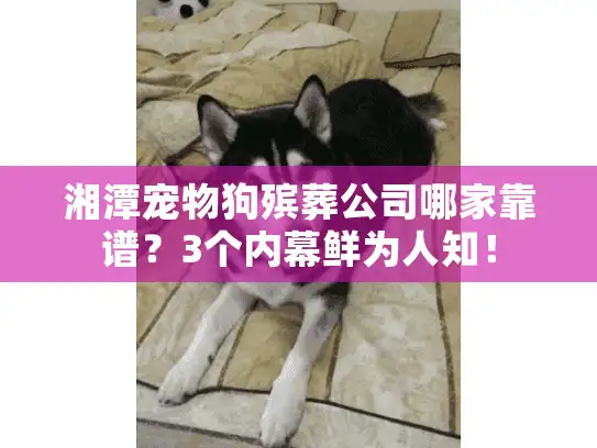 湘潭宠物狗殡葬公司哪家靠谱？3个内幕鲜为人知！