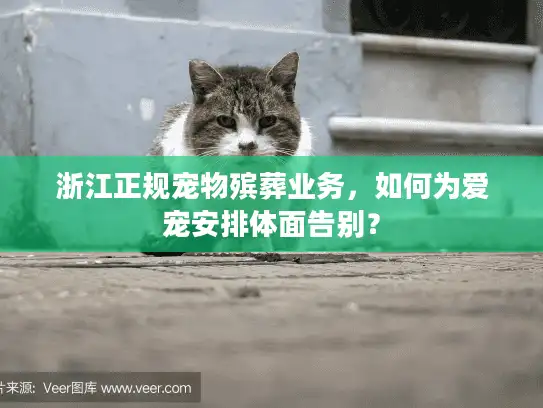 浙江正规宠物殡葬业务，如何为爱宠安排体面告别？