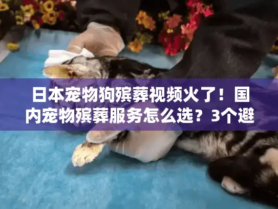 日本宠物狗殡葬视频火了！国内宠物殡葬服务怎么选？3个避坑细节90%人不知