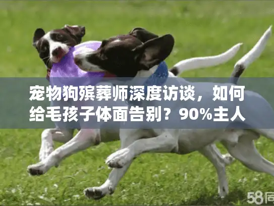 宠物狗殡葬师深度访谈，如何给毛孩子体面告别？90%主人不知道的细节