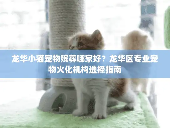 龙华小猫宠物殡葬哪家好？龙华区专业宠物火化机构选择指南