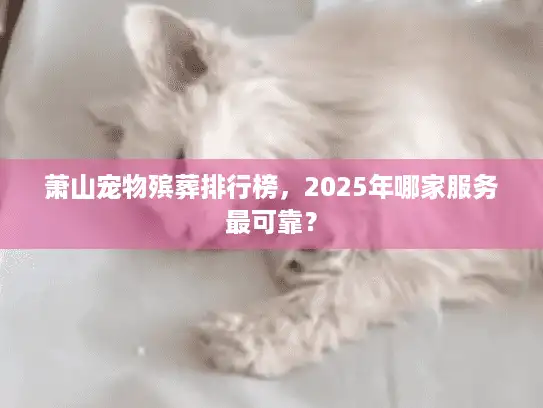 萧山宠物殡葬排行榜，2025年哪家服务最可靠？