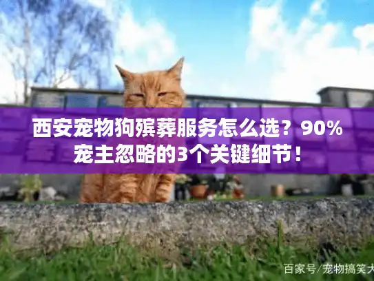 西安宠物狗殡葬服务怎么选？90%宠主忽略的3个关键细节！
