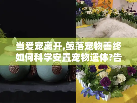 当爱宠离开,鲸落宠物善终如何科学安置宠物遗体?告别遗体处理焦虑