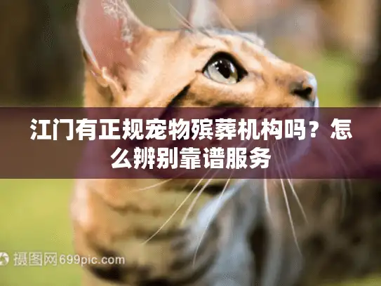 江门有正规宠物殡葬机构吗？怎么辨别靠谱服务