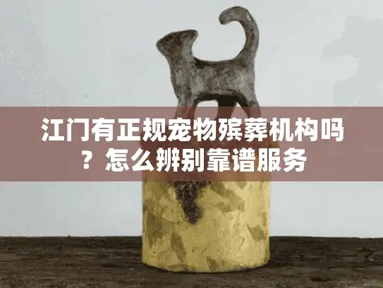 江门有正规宠物殡葬机构吗？怎么辨别靠谱服务