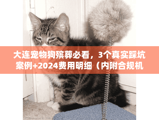 大连宠物狗殡葬必看，3个真实踩坑案例+2024费用明细（内附合规机构名单）
