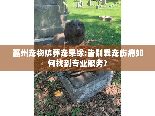 福州宠物殡葬宠果缘:告别爱宠伤痛如何找到专业服务?