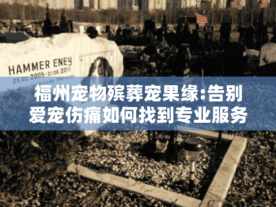 福州宠物殡葬宠果缘:告别爱宠伤痛如何找到专业服务?
