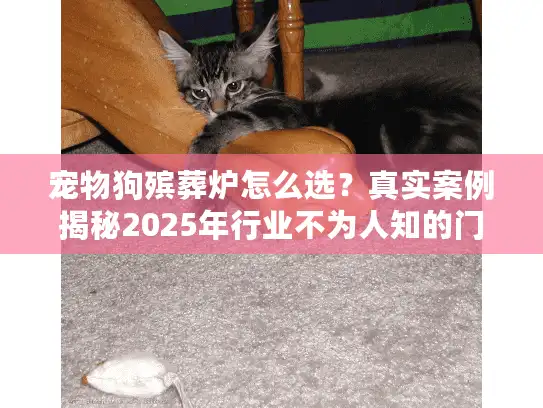 宠物狗殡葬炉怎么选?真实案例揭秘2025年行业不为人知的门道 宠物狗殡葬炉怎么选?真实案例揭秘2025年行业不为人知的门道