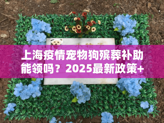 上海疫情宠物狗殡葬补助能领吗？2025最新政策+申领流程+合规服务推荐