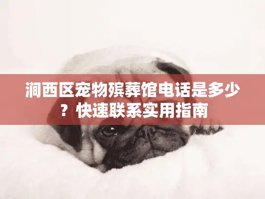 涧西区宠物殡葬馆电话是多少？快速联系实用指南